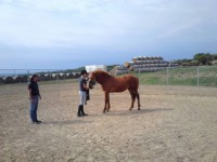 /album/natural-horsemanship-tanfolyam-kepei/a10253408-917206694975498-1950385875-n-jpg/