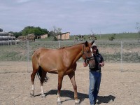 /album/natural-horsemanship-tanfolyam-kepei/a10705024-917206831642151-2007307637-n-jpg1/