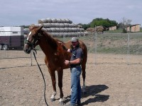 /album/natural-horsemanship-tanfolyam-kepei/a10706447-917206671642167-1223857860-n-jpg1/