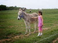 /album/rendezvenyhaz-peceli-egyhazi-iskola-csaladi-napja/dscf7743-jpg1/